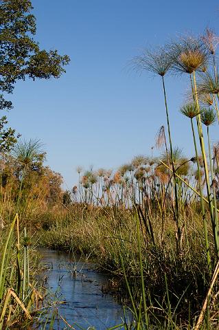 070 Okavango Delta, mokorotocht.jpg